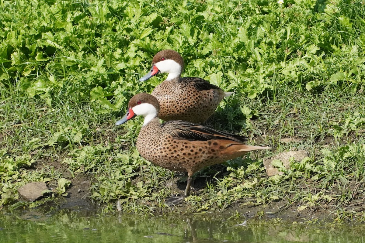 White-cheeked Pintail - ML637549074