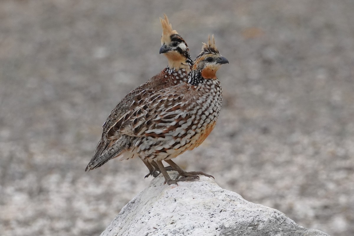 Crested Bobwhite - ML637549080