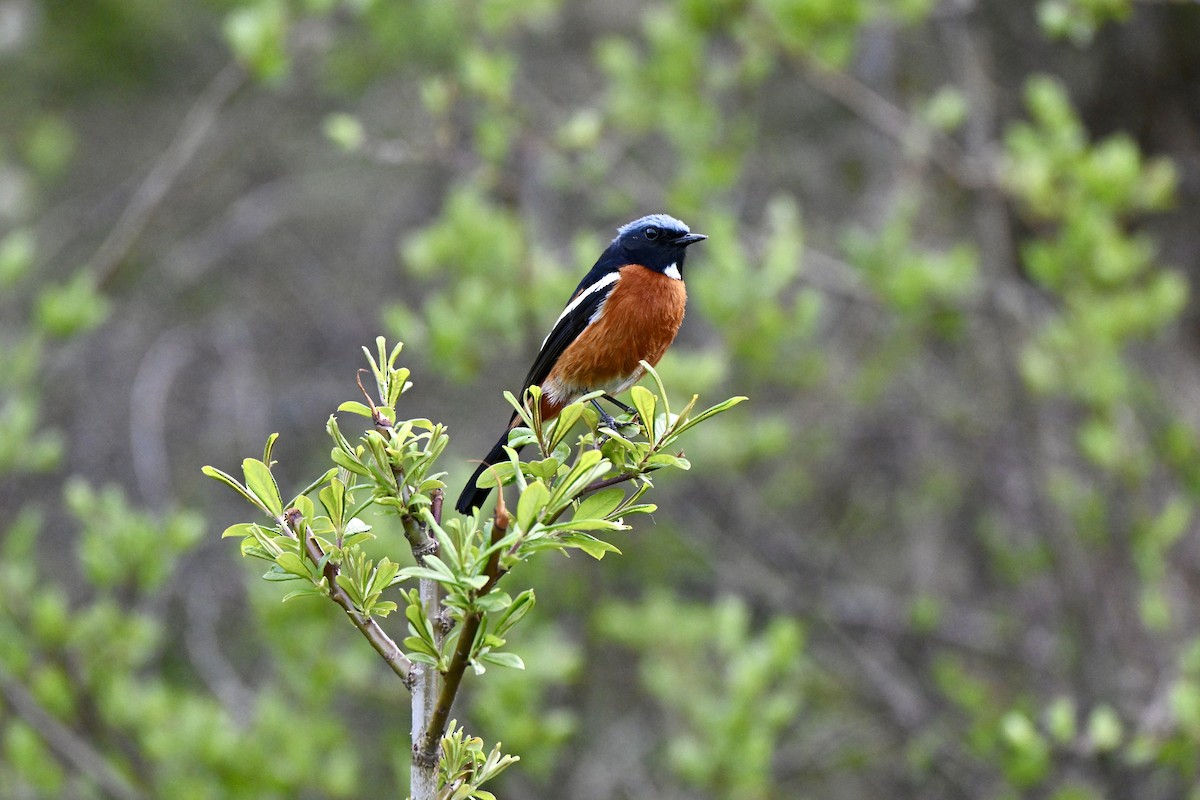 White-throated Redstart - ML637549084