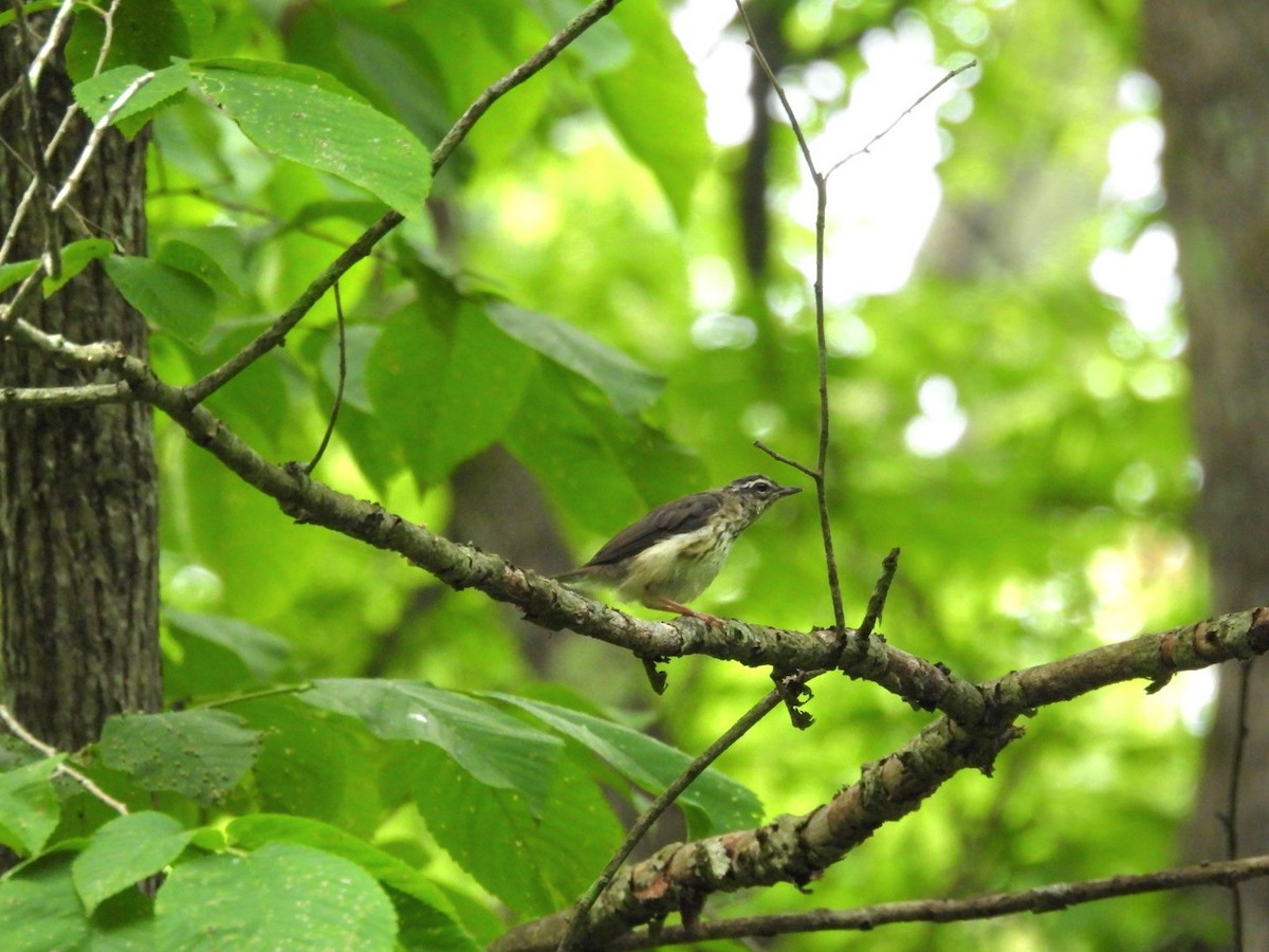 Louisiana Waterthrush - ML637549085