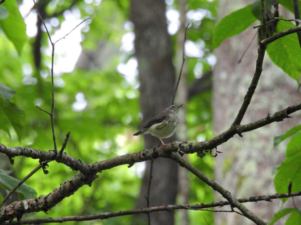 Louisiana Waterthrush - ML637549086