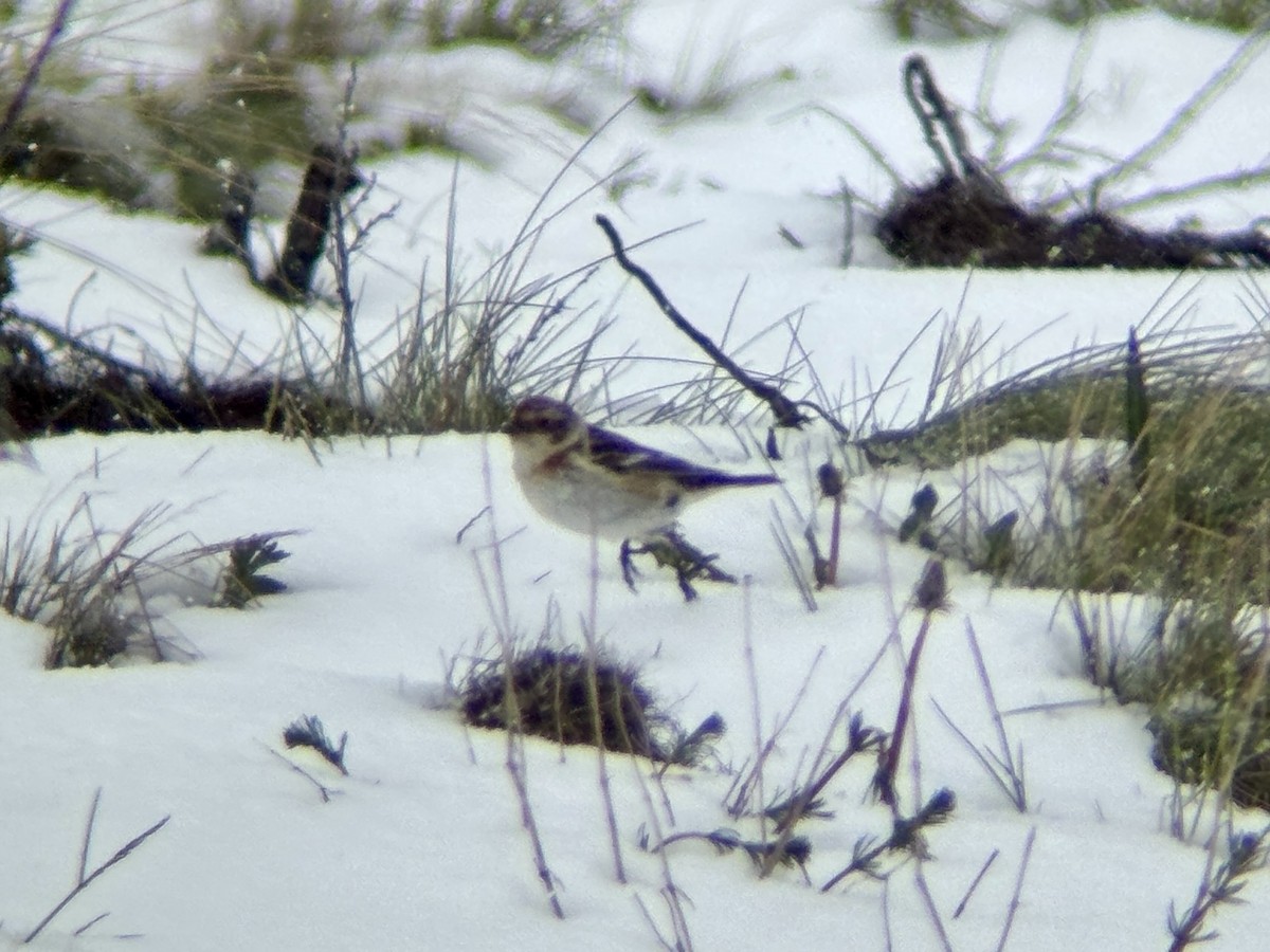Snow Bunting - ML637549097