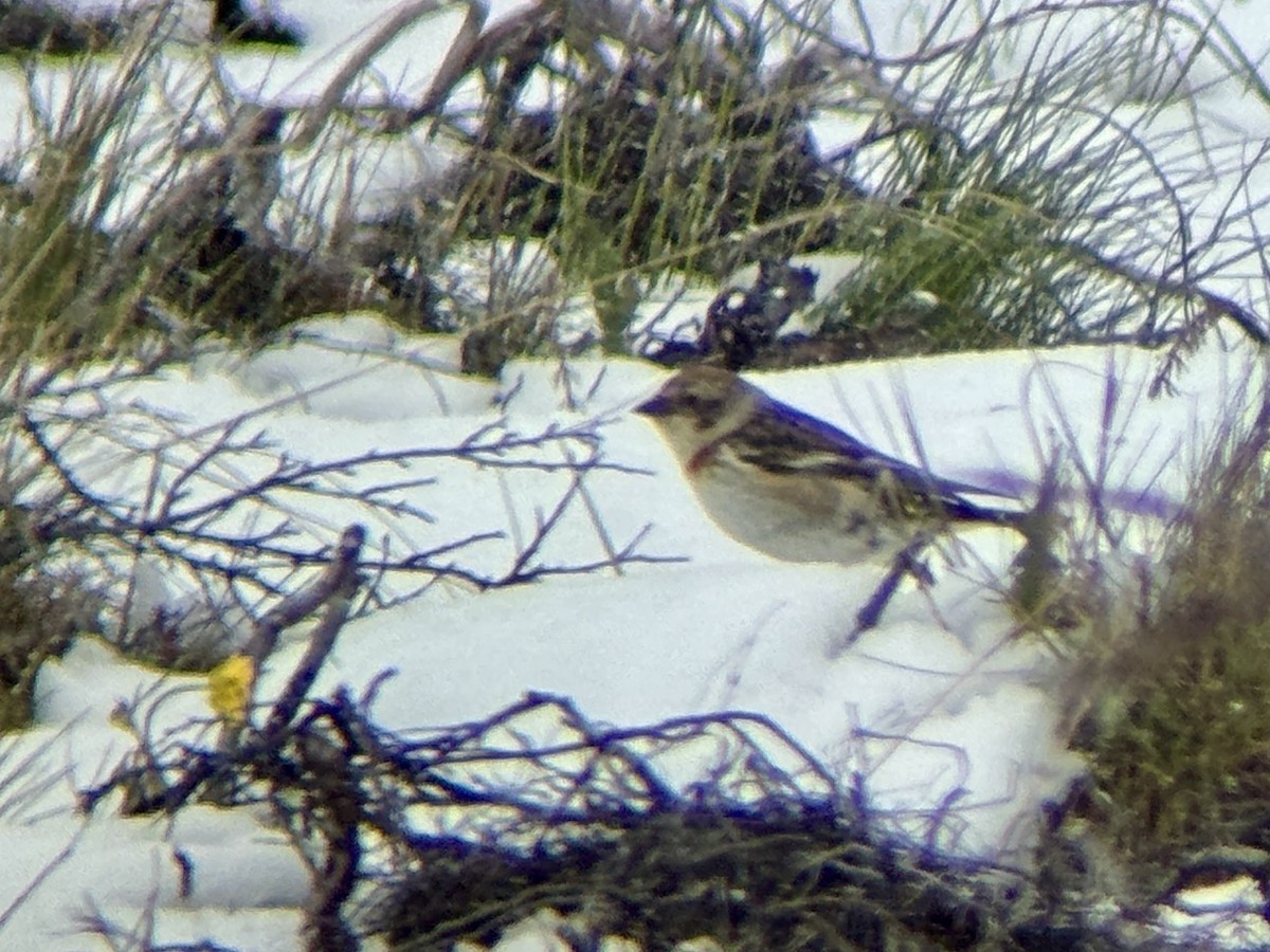Snow Bunting - ML637549098
