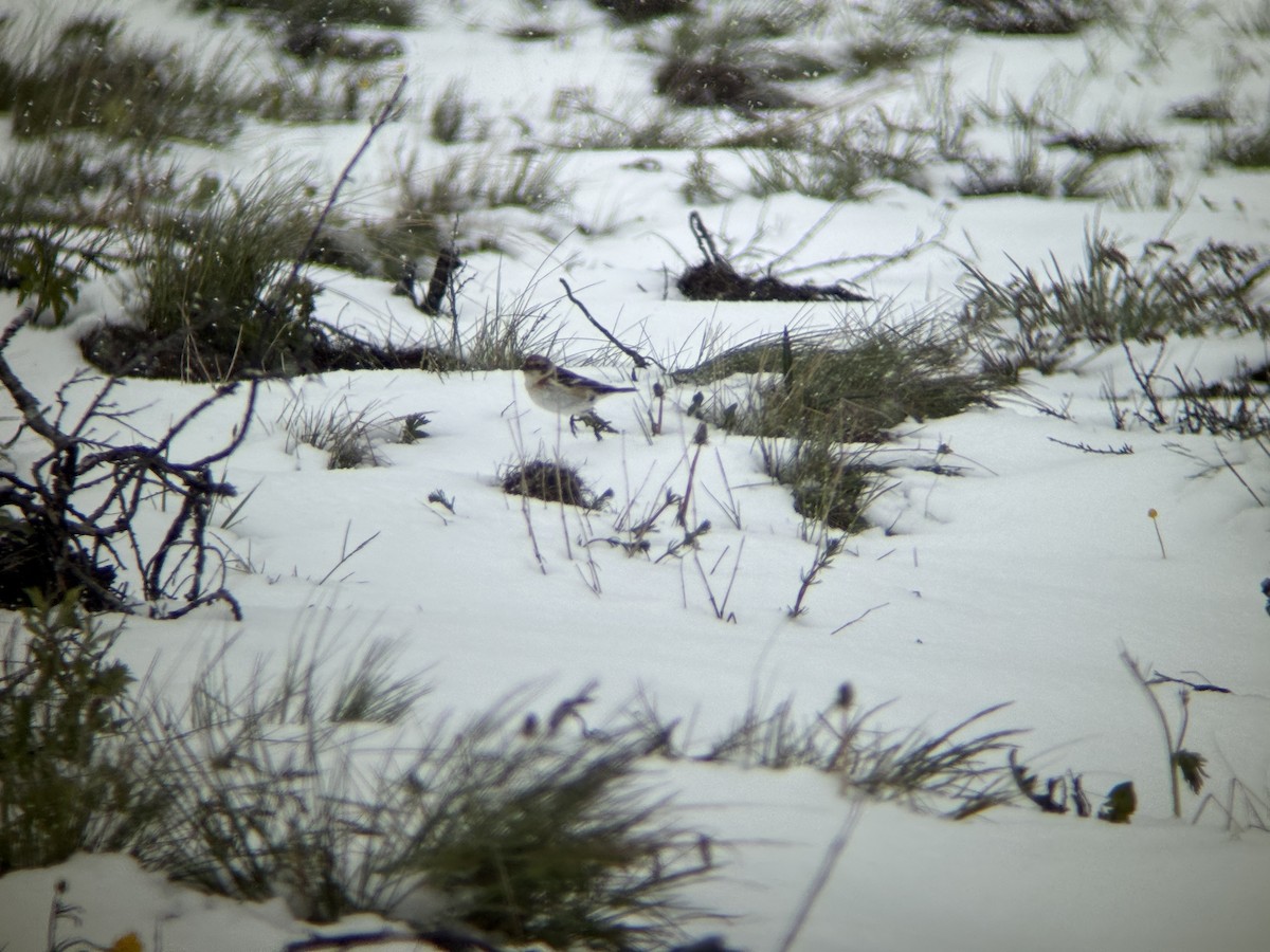 Snow Bunting - ML637549100