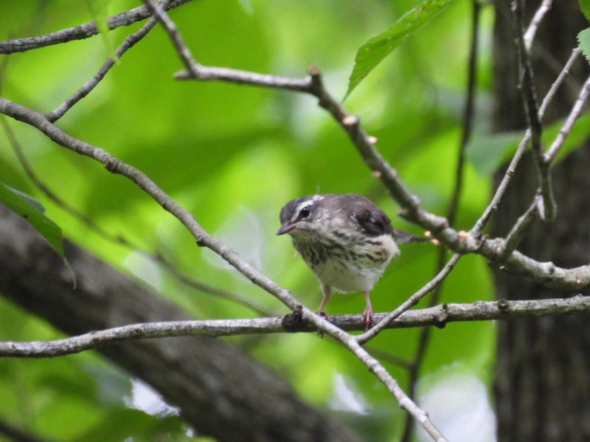 Louisiana Waterthrush - ML637549102