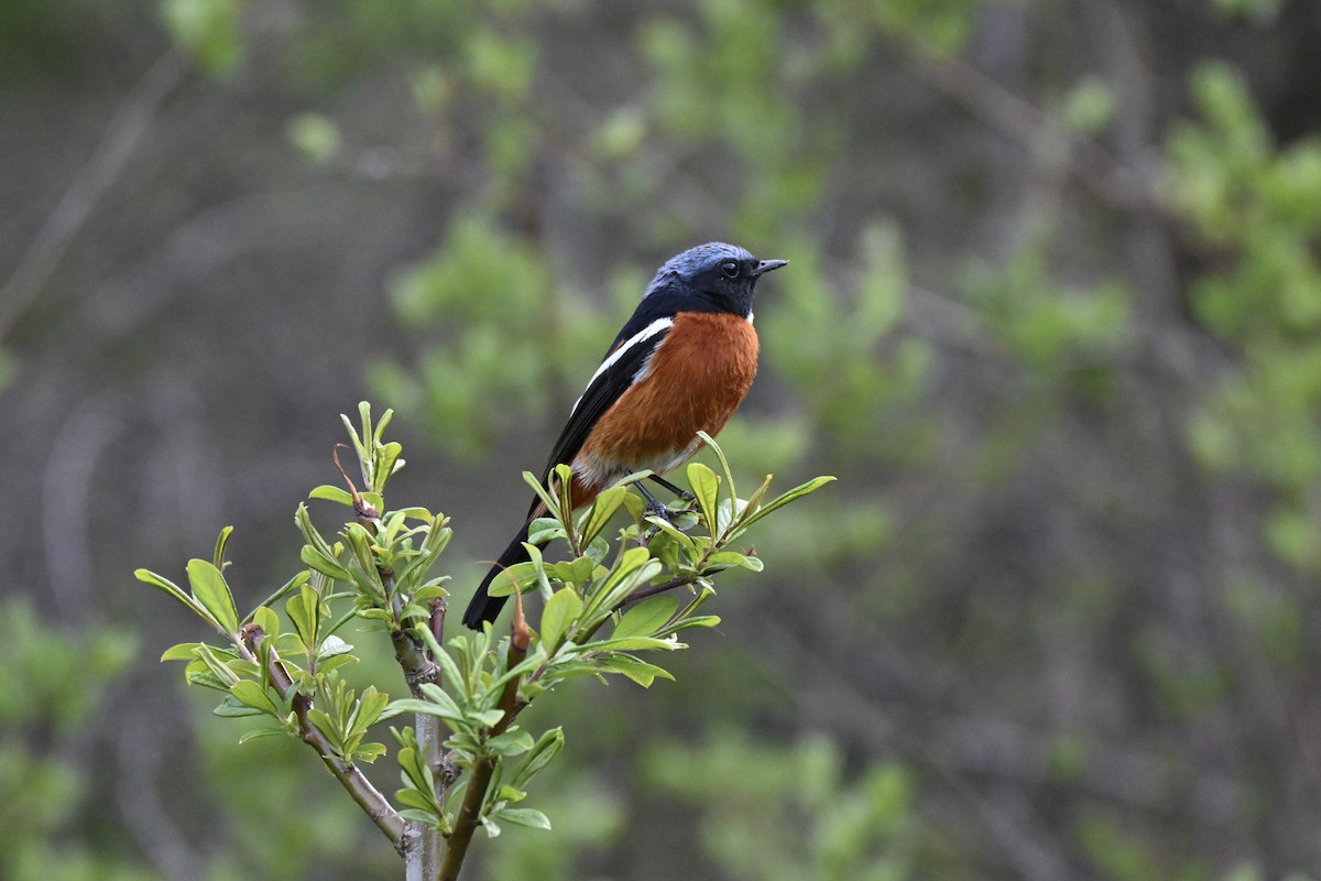 White-throated Redstart - ML637549112