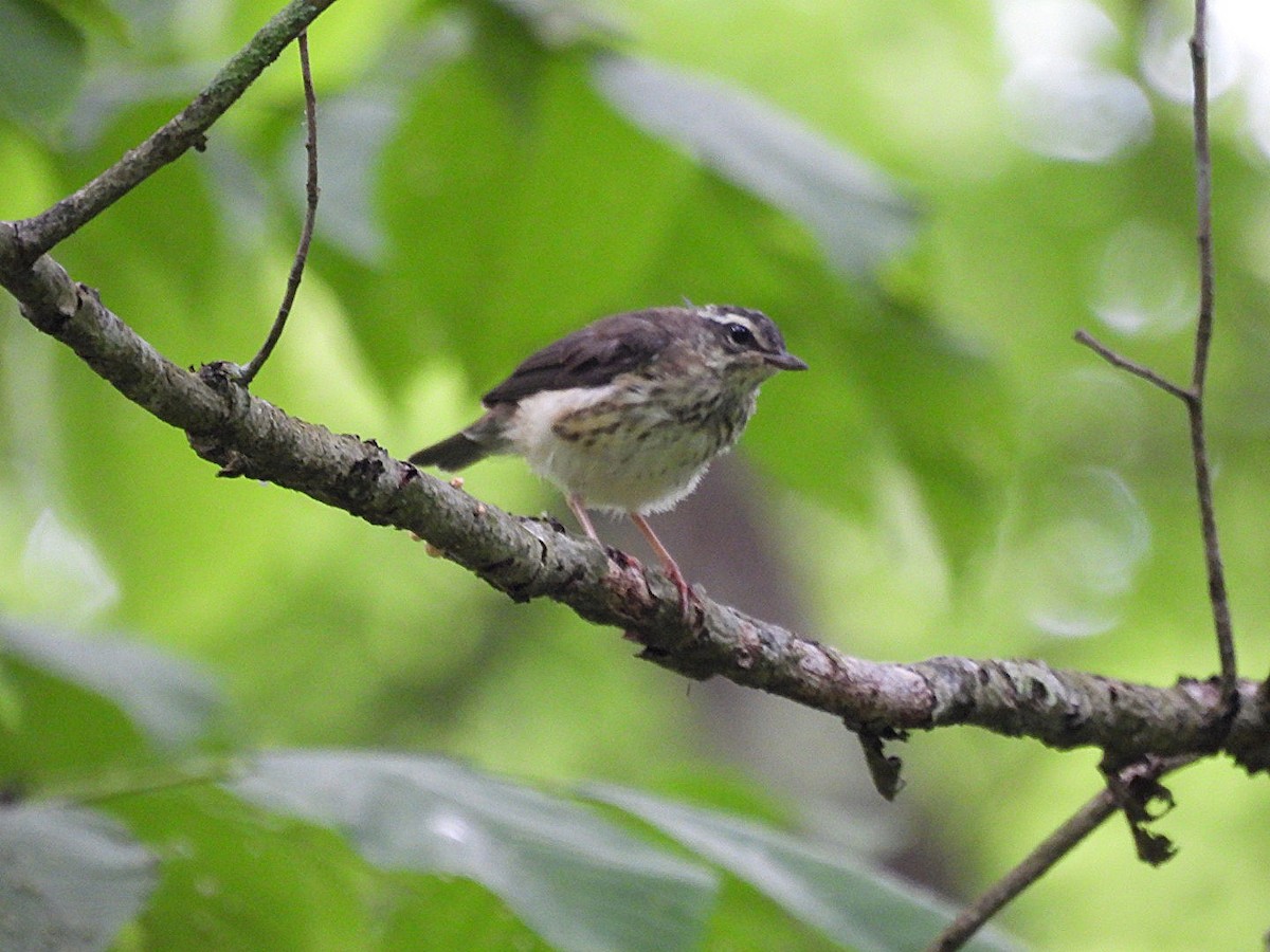 Louisiana Waterthrush - ML637549120