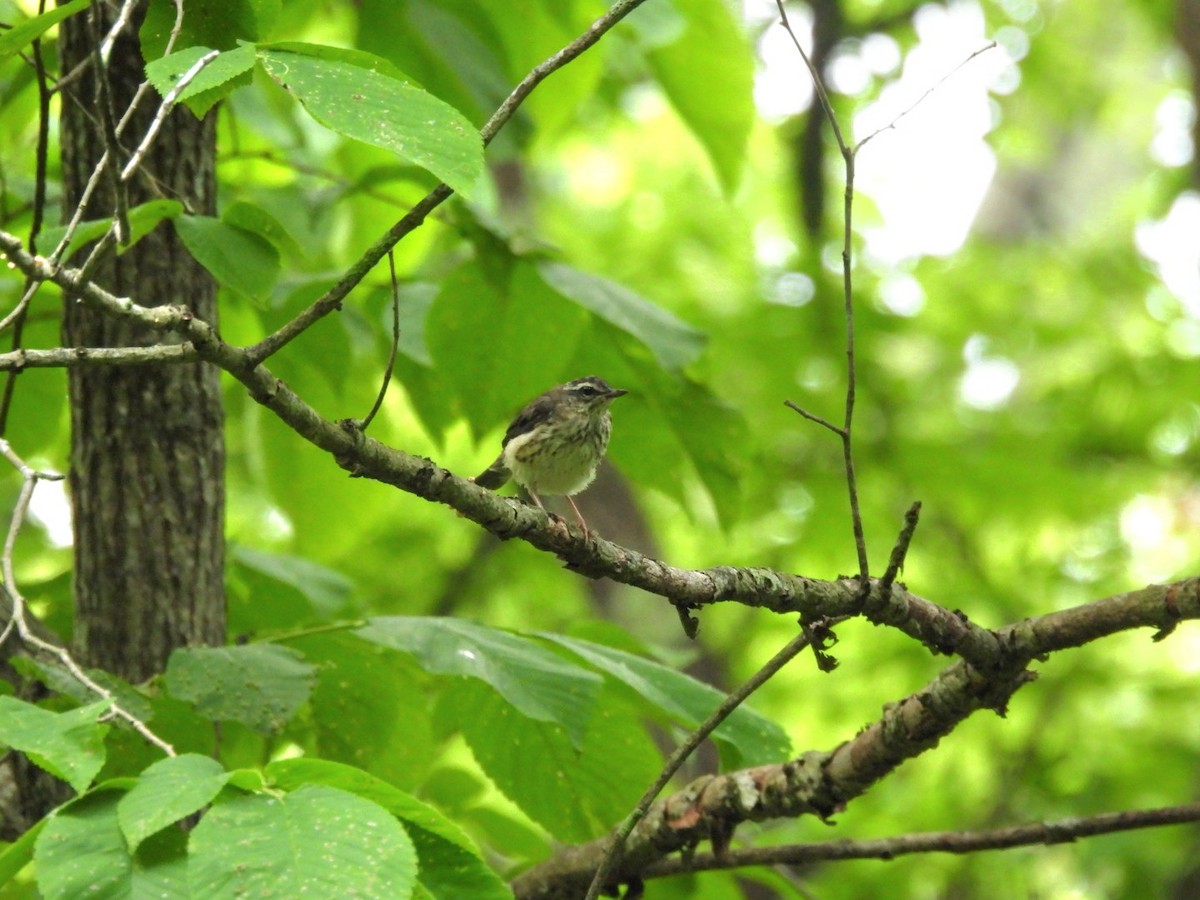 Louisiana Waterthrush - ML637549138