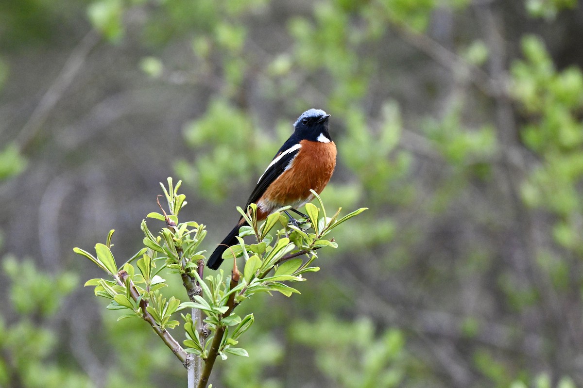 White-throated Redstart - ML637549141