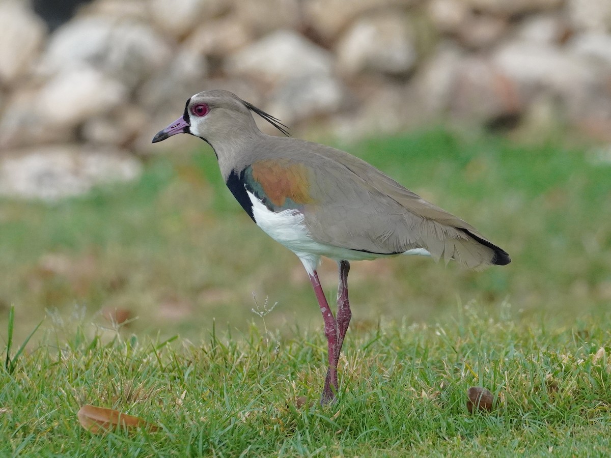 Southern Lapwing - ML637549145