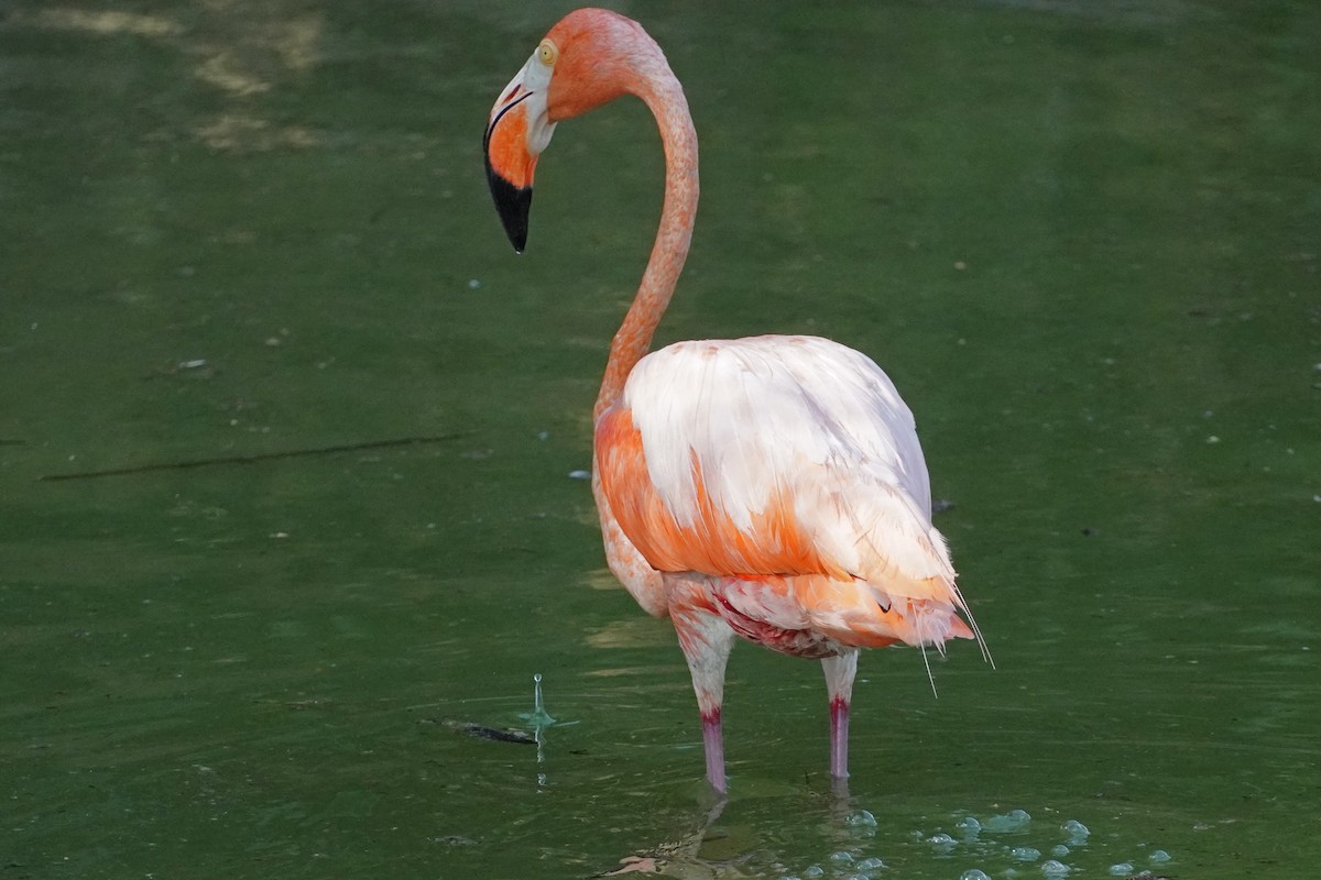 American Flamingo - ML637549151