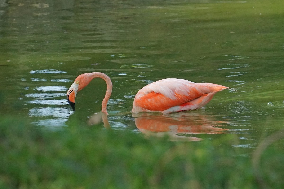 American Flamingo - ML637549153