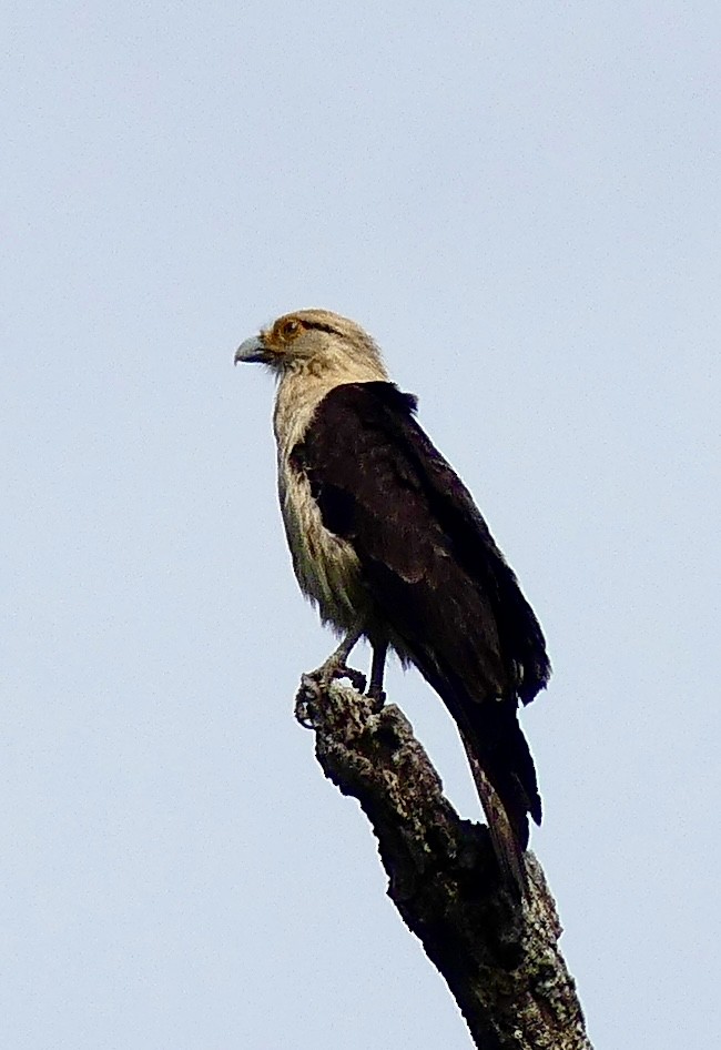 Yellow-headed Caracara - ML637549158