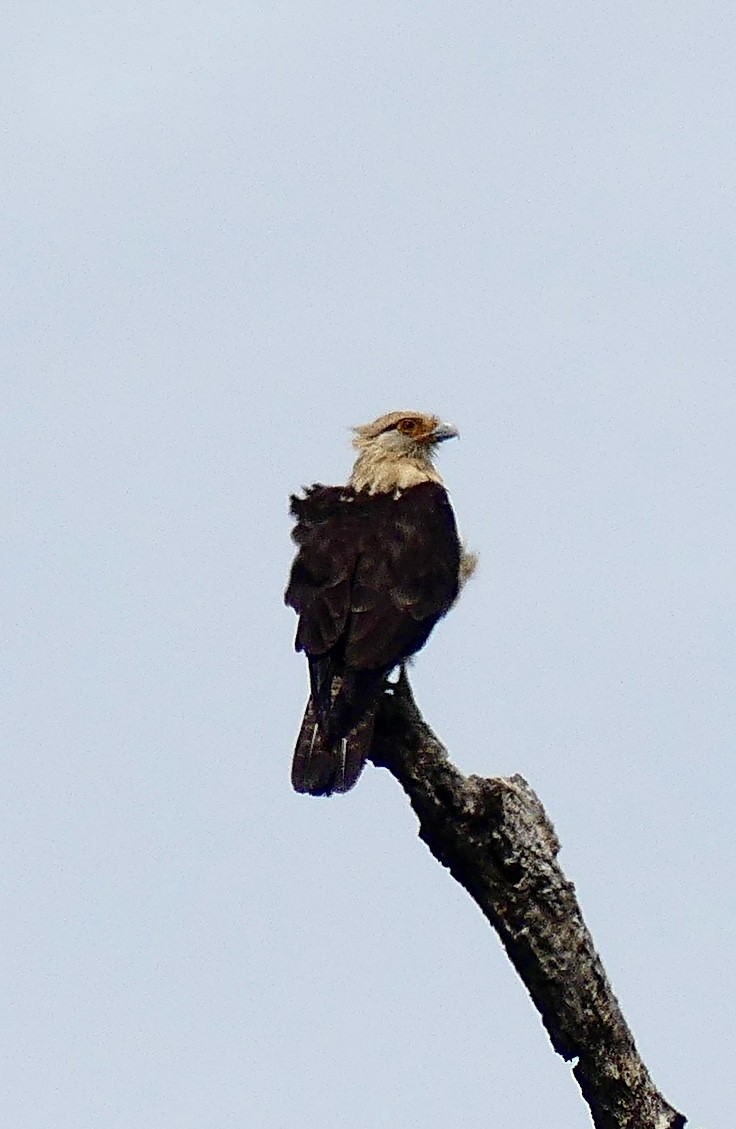 Yellow-headed Caracara - ML637549159