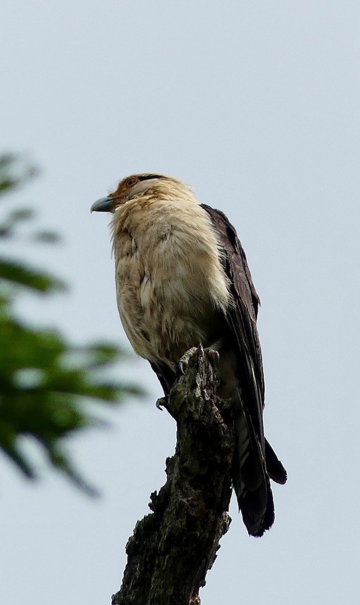 Yellow-headed Caracara - ML637549160