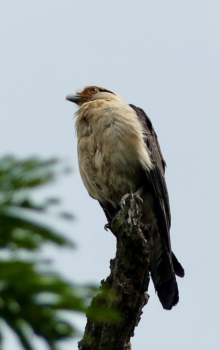 Yellow-headed Caracara - ML637549161