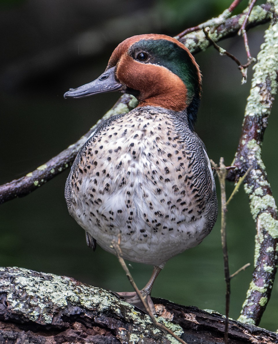 Green-winged Teal (American) - ML637549171
