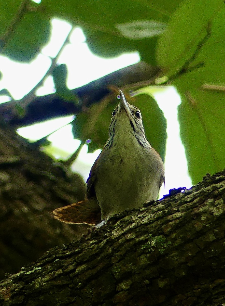 Rufous-and-white Wren - ML637549215