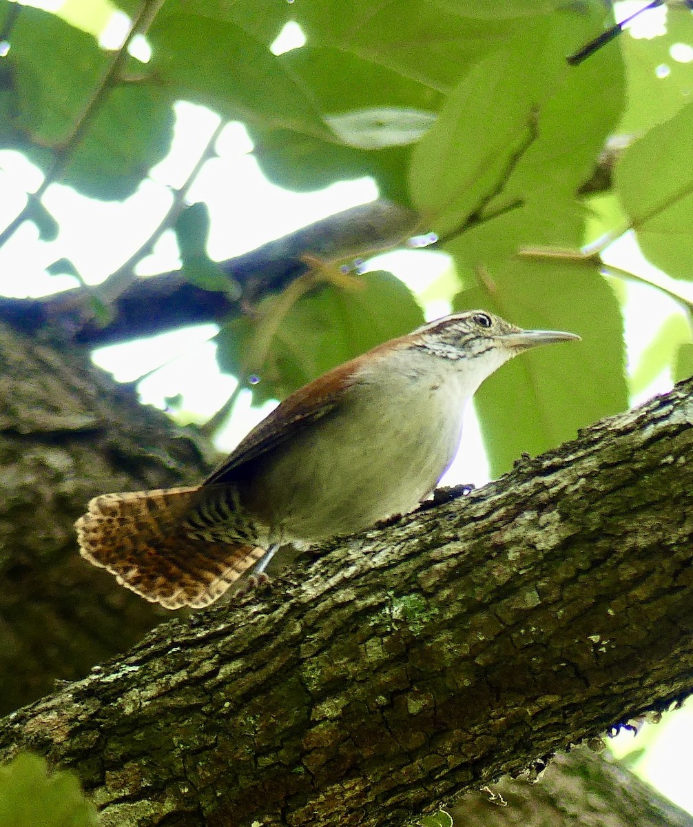Rufous-and-white Wren - ML637549216