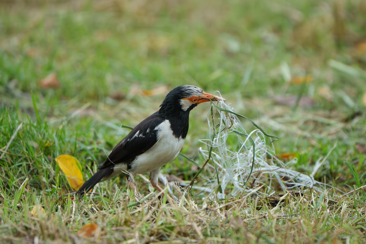 Siamese Pied Starling - ML637549223
