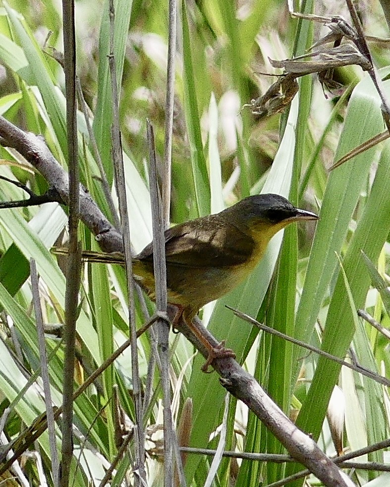 Gray-crowned Yellowthroat - ML637549268