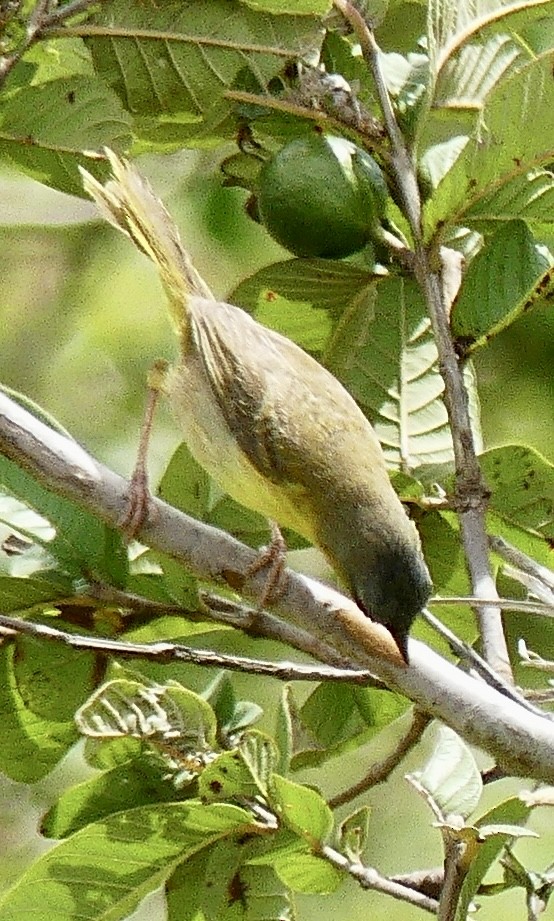 Gray-crowned Yellowthroat - ML637549273