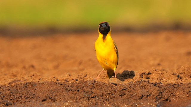 Southern Masked-Weaver - ML637549335