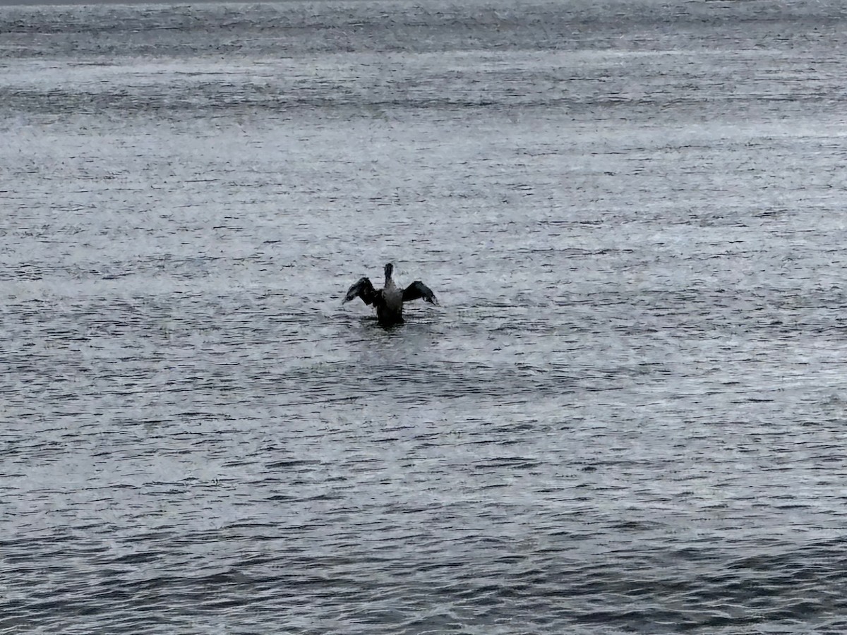 Red-throated Loon - ML637549355