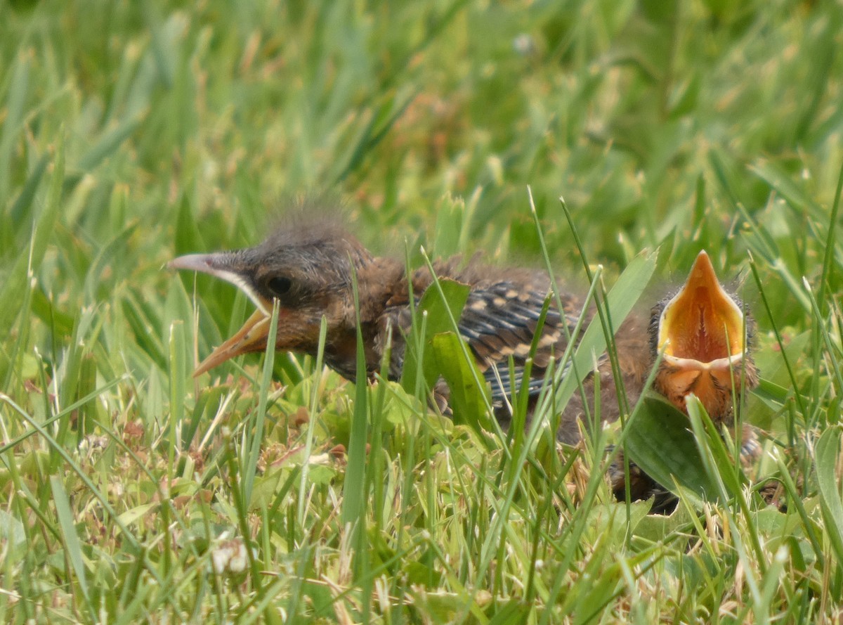 European Starling - ML637549371