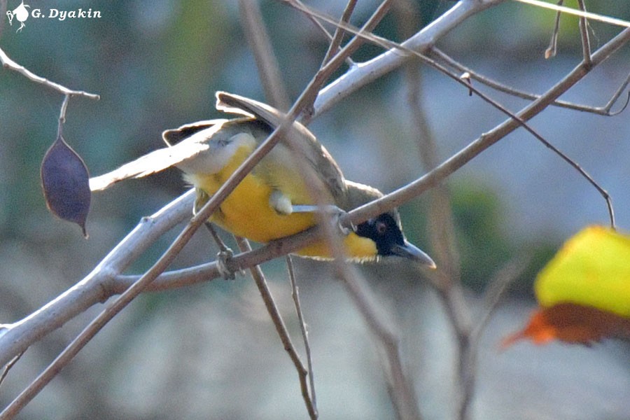 Yellow-throated Laughingthrush - ML637549390