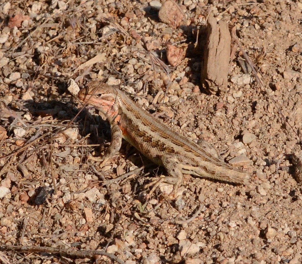 Northern Sagebrush Lizard - ML637549406
