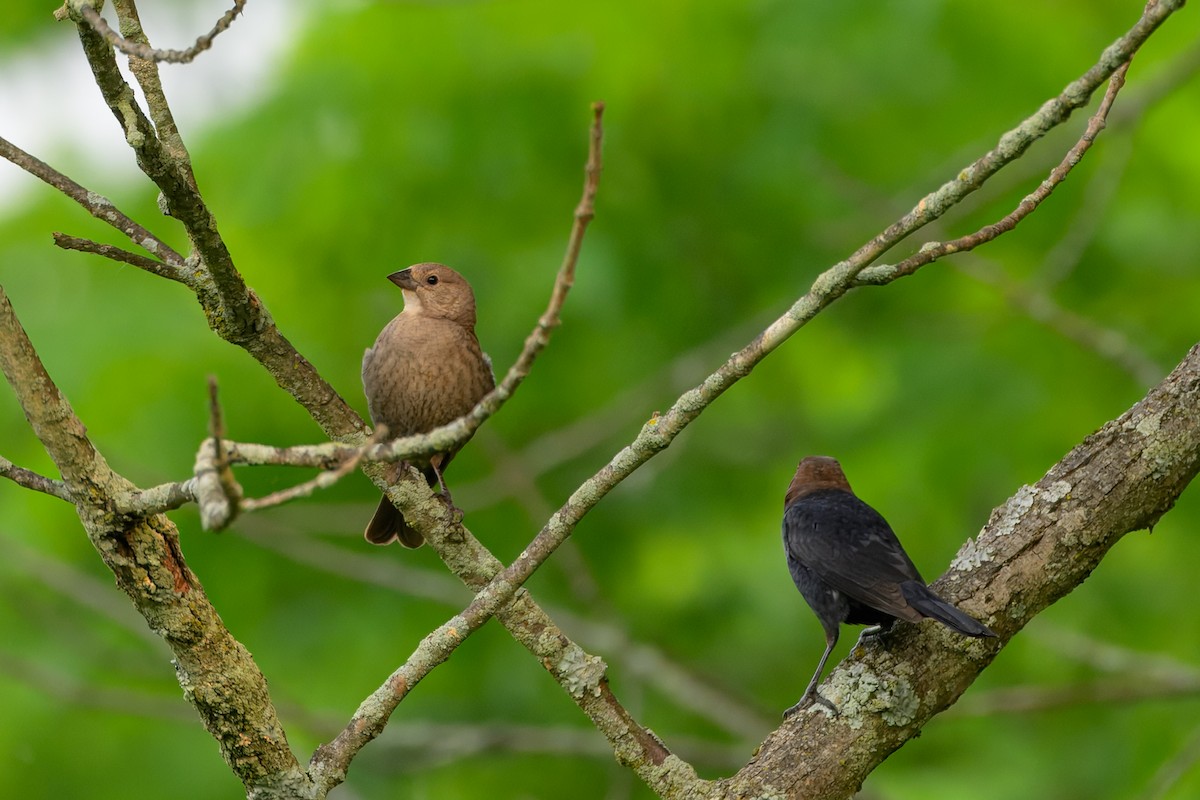 Brown-headed Cowbird - ML637549414