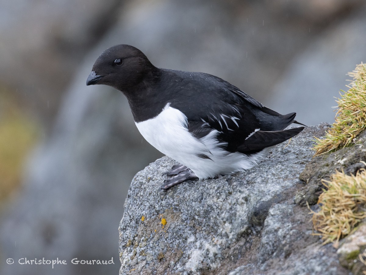 Dovekie - ML637549472
