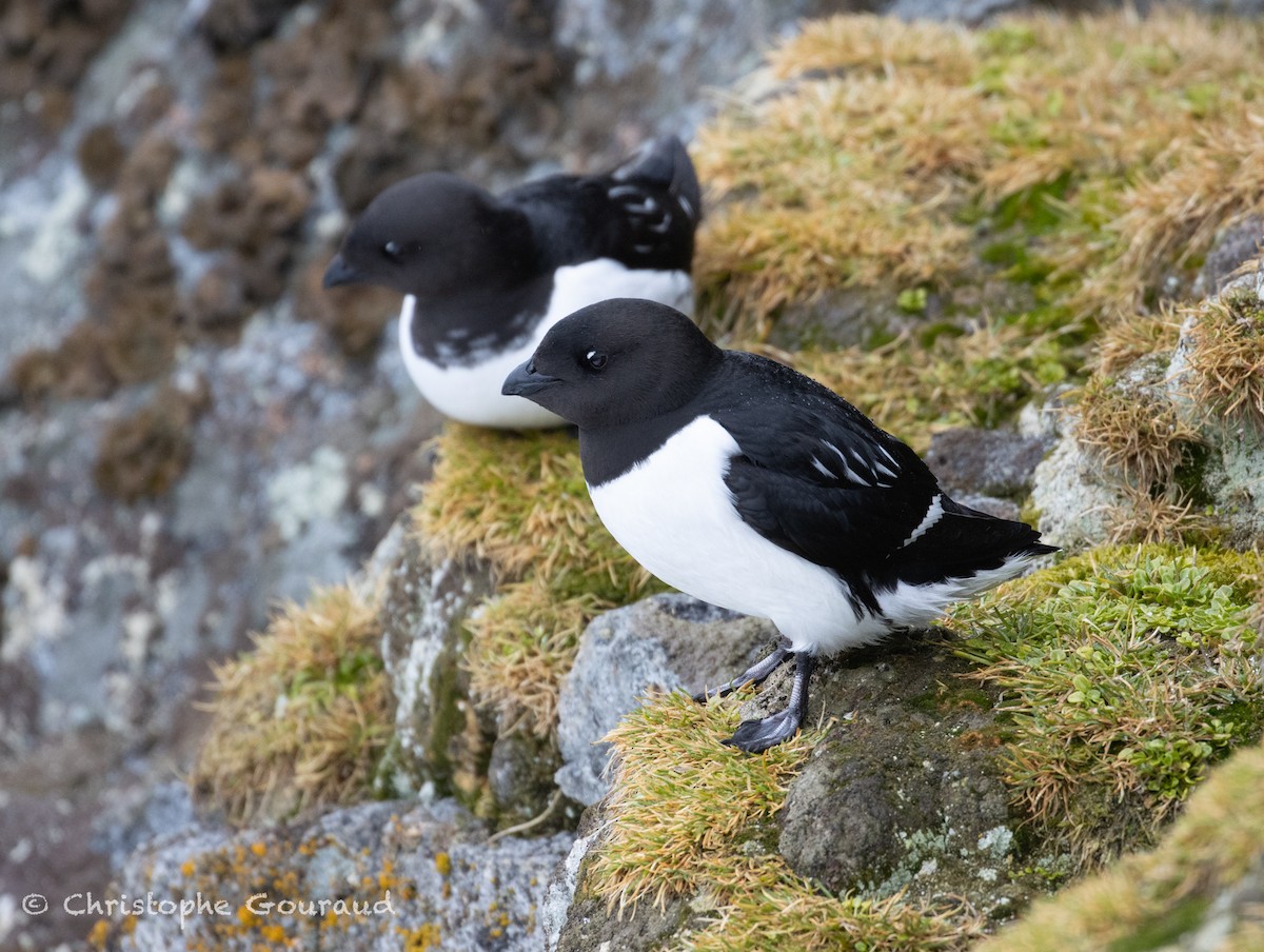 Dovekie - ML637549473