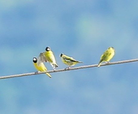 Antillean Siskin - ML637549487