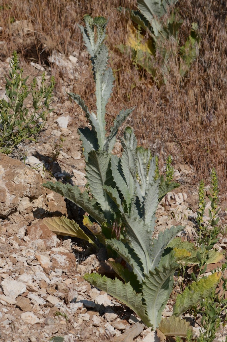 null - ML637549508
