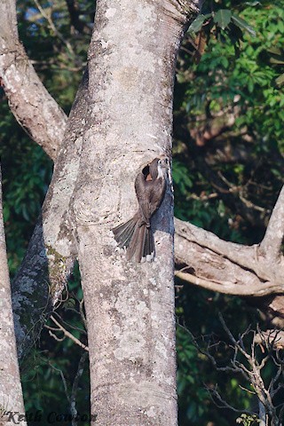 Brown Hornbill - ML637549526
