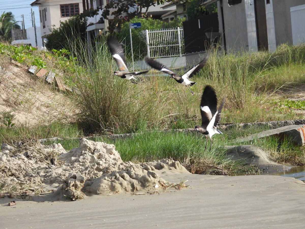 Southern Lapwing - ML637549600
