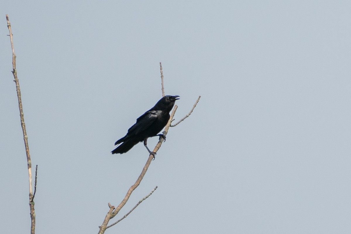 Fish Crow - ML637549607