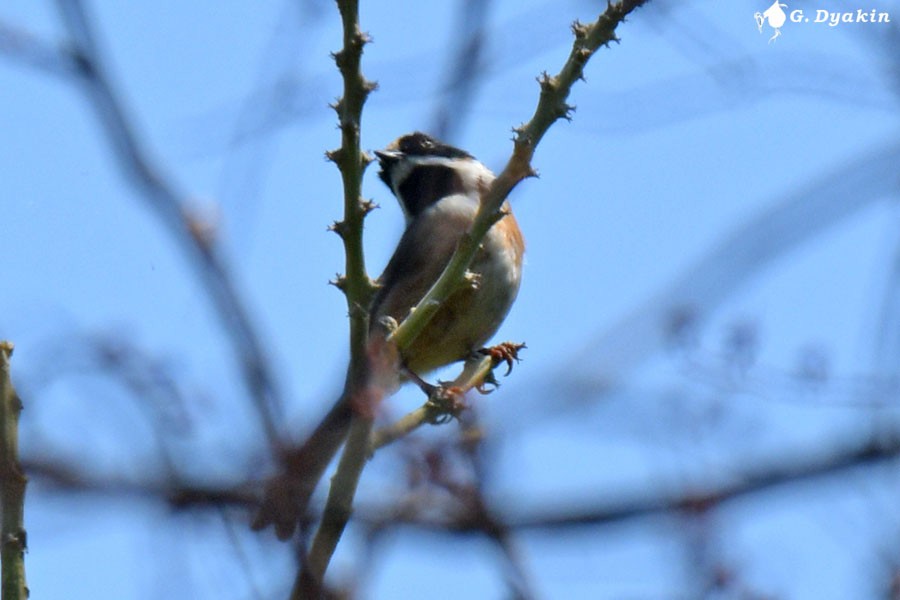 Black-throated Tit - ML637549611