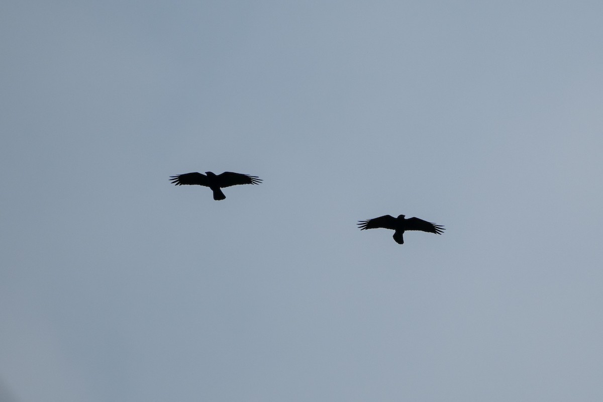 Fish Crow - ML637549620