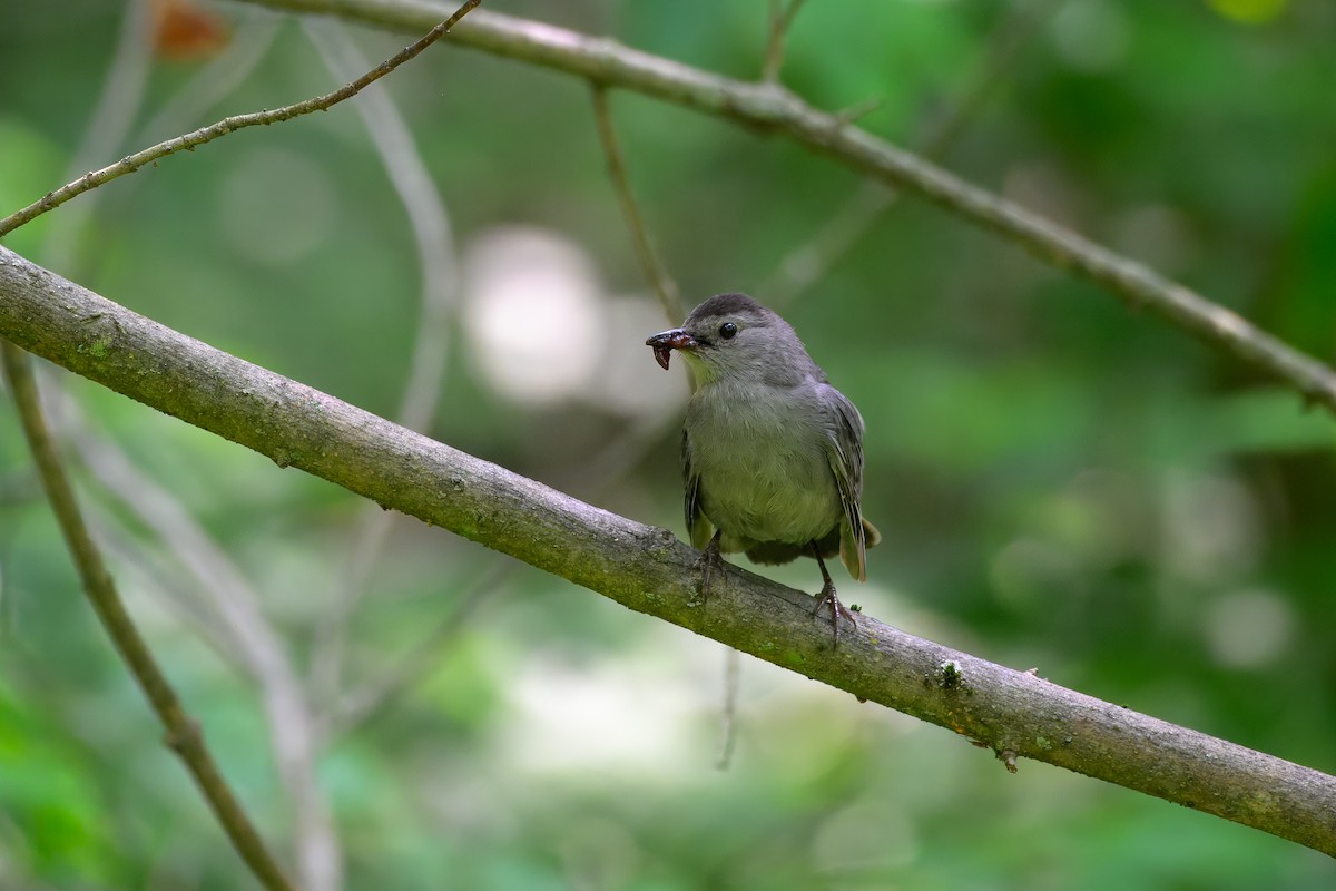 Gray Catbird - ML637549702