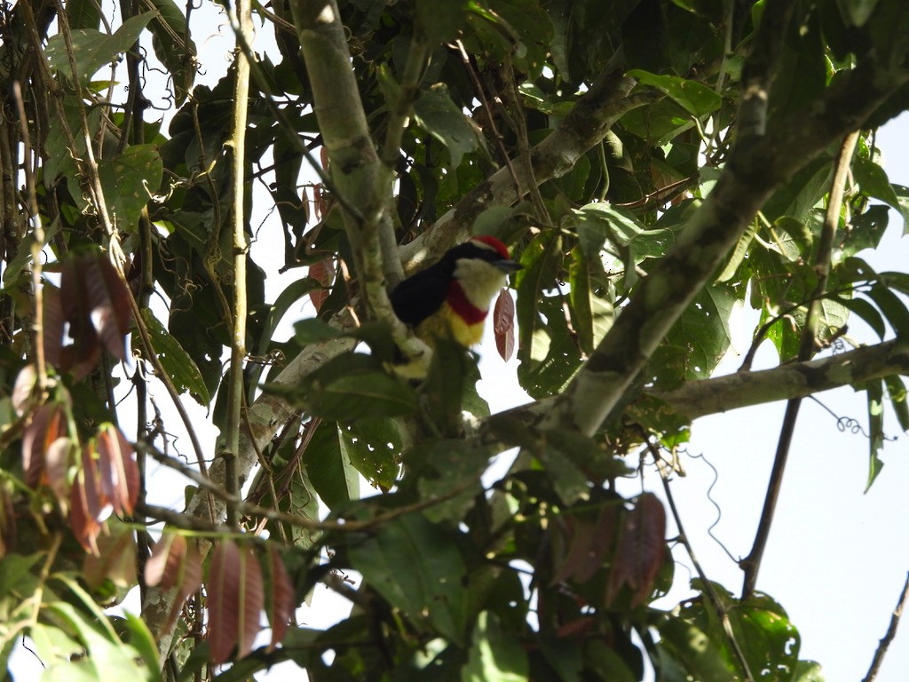 Scarlet-banded Barbet - ML637549747