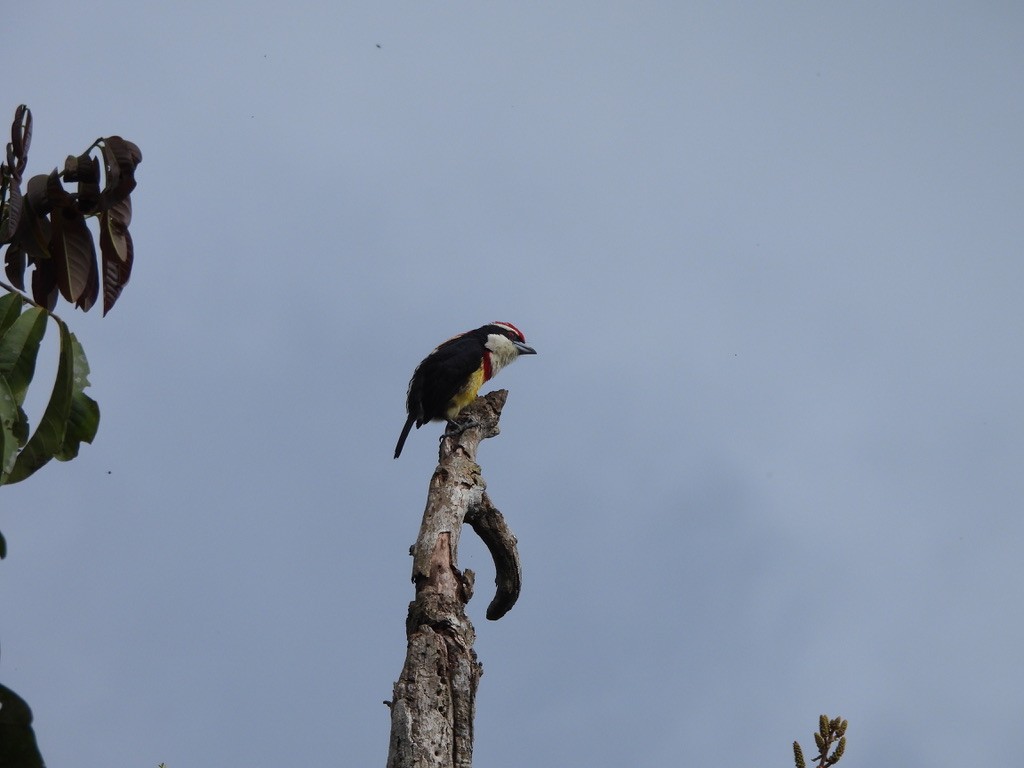 Scarlet-banded Barbet - ML637549750