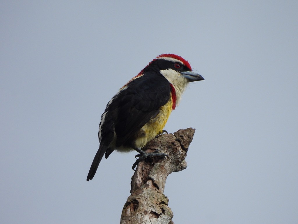 Scarlet-banded Barbet - ML637549756