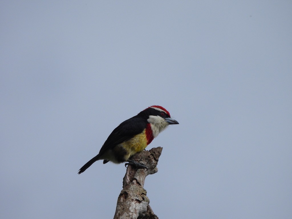 Scarlet-banded Barbet - ML637549759
