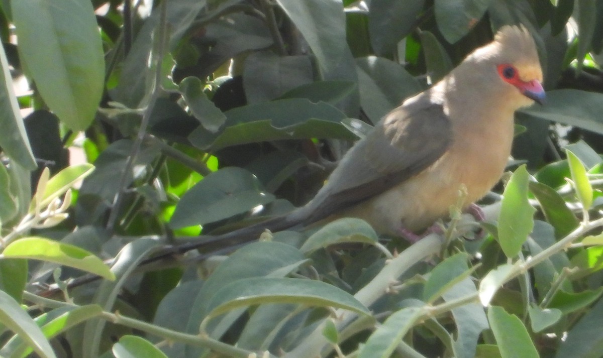 Red-faced Mousebird - ML637549792