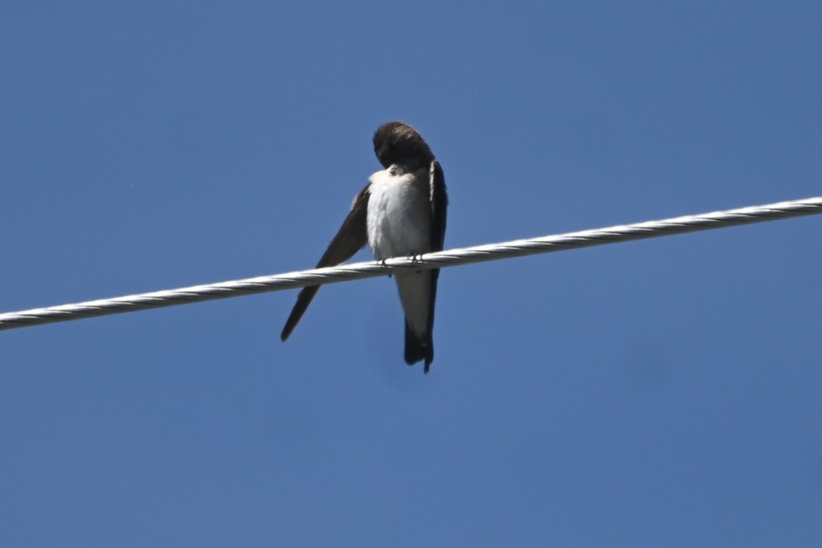 Northern Rough-winged Swallow - ML637549812