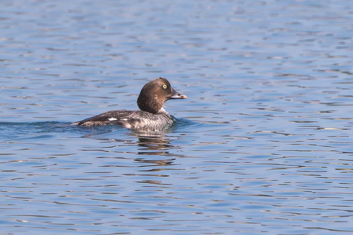 Common Goldeneye - ML637549840