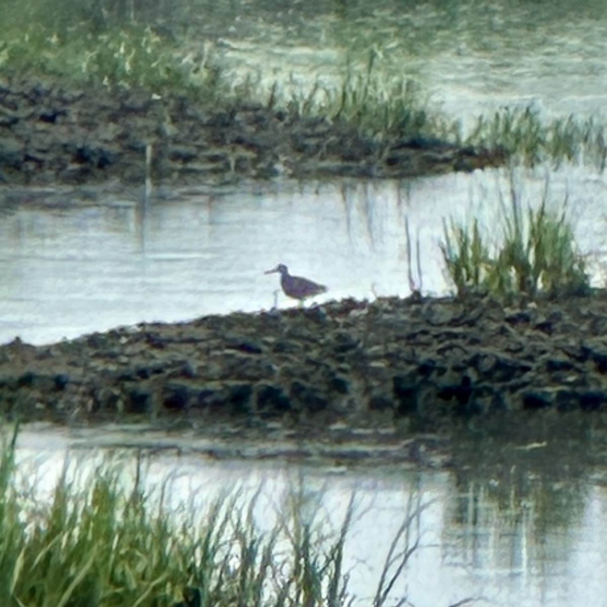 Willet - ML637549841